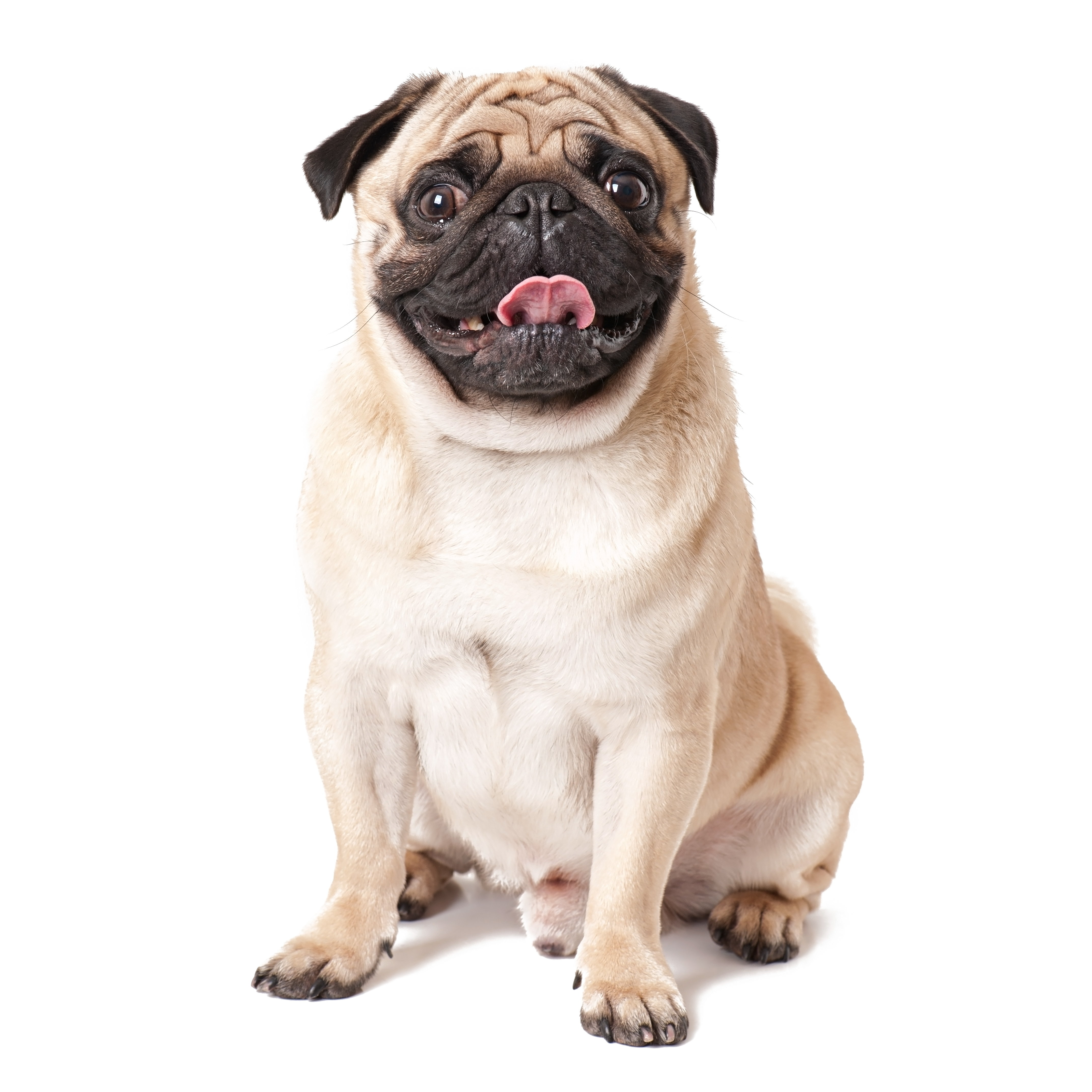 Pug dog